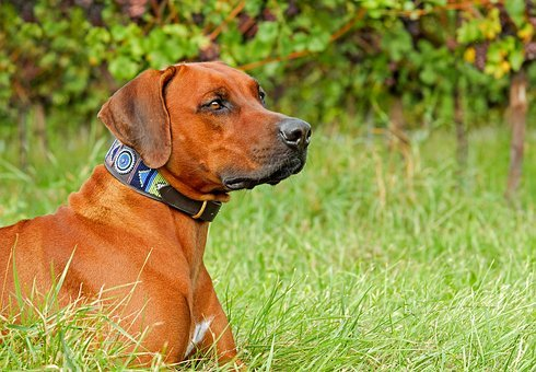 brown dog in a multi-colored collar laying on the grass