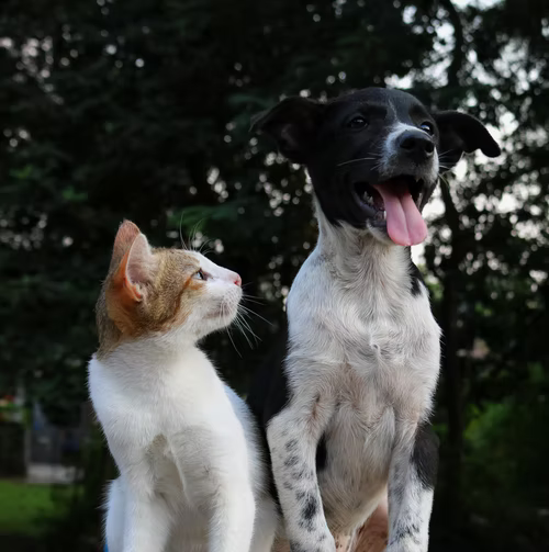 a white and orange cat sitting next to a black and white dog with its tongue out