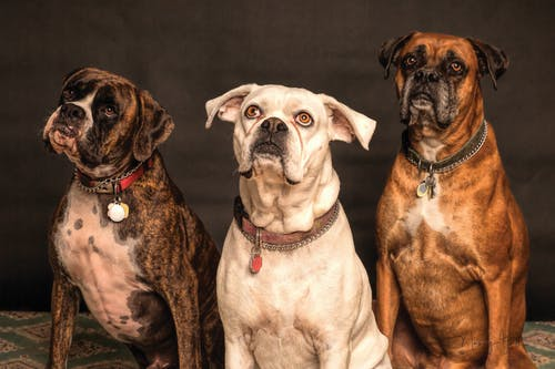 a brown and white dog, a white dog, and a brown dog in collars looking up