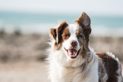 brown and white fluffy dog outside, blurry background, one ear lifted