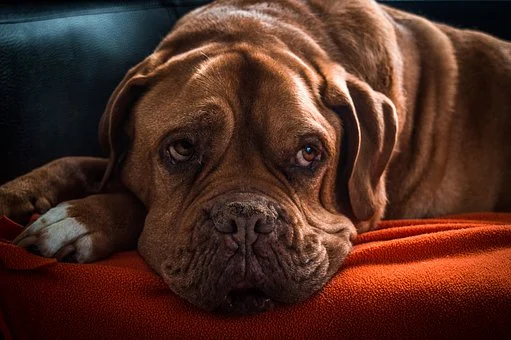 brown dog on red sofa resting its face on sofa