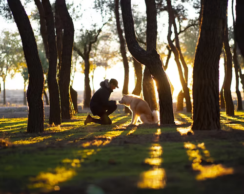 man and white dog sitting in copse of trees at sunset
