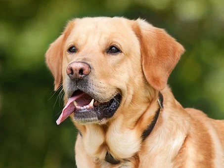 yellow lab with tongue out