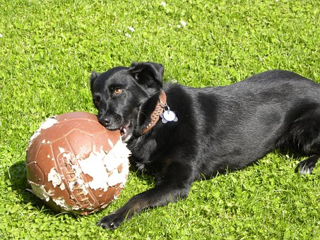 black dog laying on lawn chewing a beat up brown ball