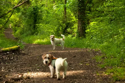 two brown and white dogs on a path in the woods, about 6 feet apart
