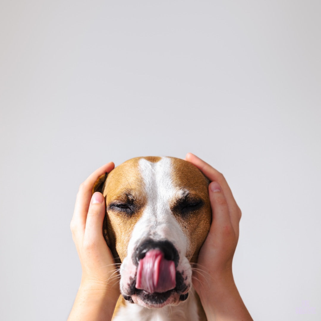 brown and white dog licking its nose, eyes closed and a person has hands over the dog's ears