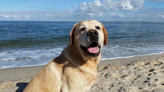 yellow lab sitting at the beach with water and sky behind them