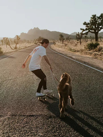 man in white shirt and jeans on skateboard on a road, dog on leash running with him