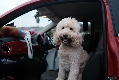 white poodle sitting in red car with person behind them at the wheel, car door is open