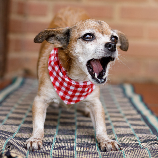 small dog barking and wearing red checkered bandanna
