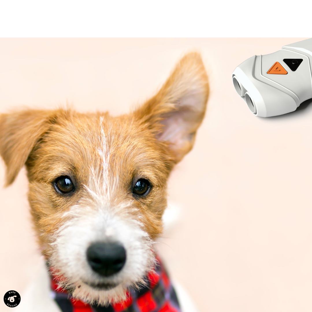 picture of brown dog, one ear lifted, with white Bark Begone device beside ear