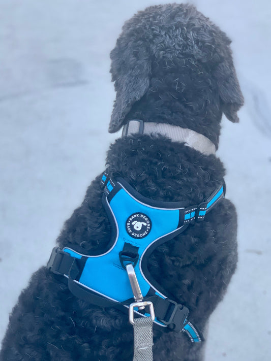 black dog wearing blue Bark Begone harness