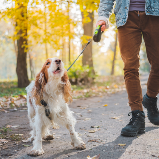 brown and white spaniel barking and pulling on retractable leash; dog is walking with person in woods