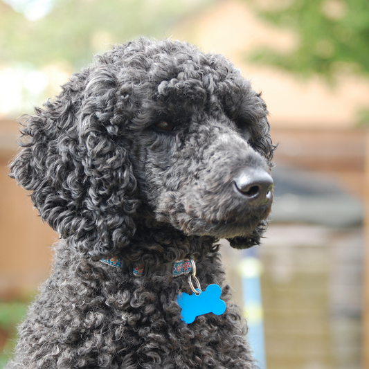black poodle with blue collar and bone shaped nametag