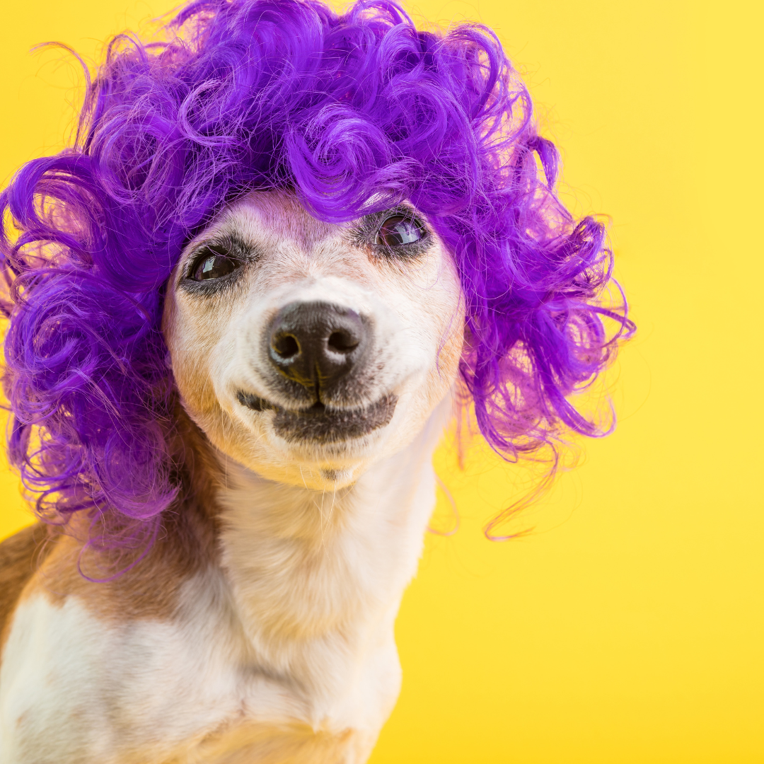brown and white dog with black eyes and nose wearing a curly purple wig
