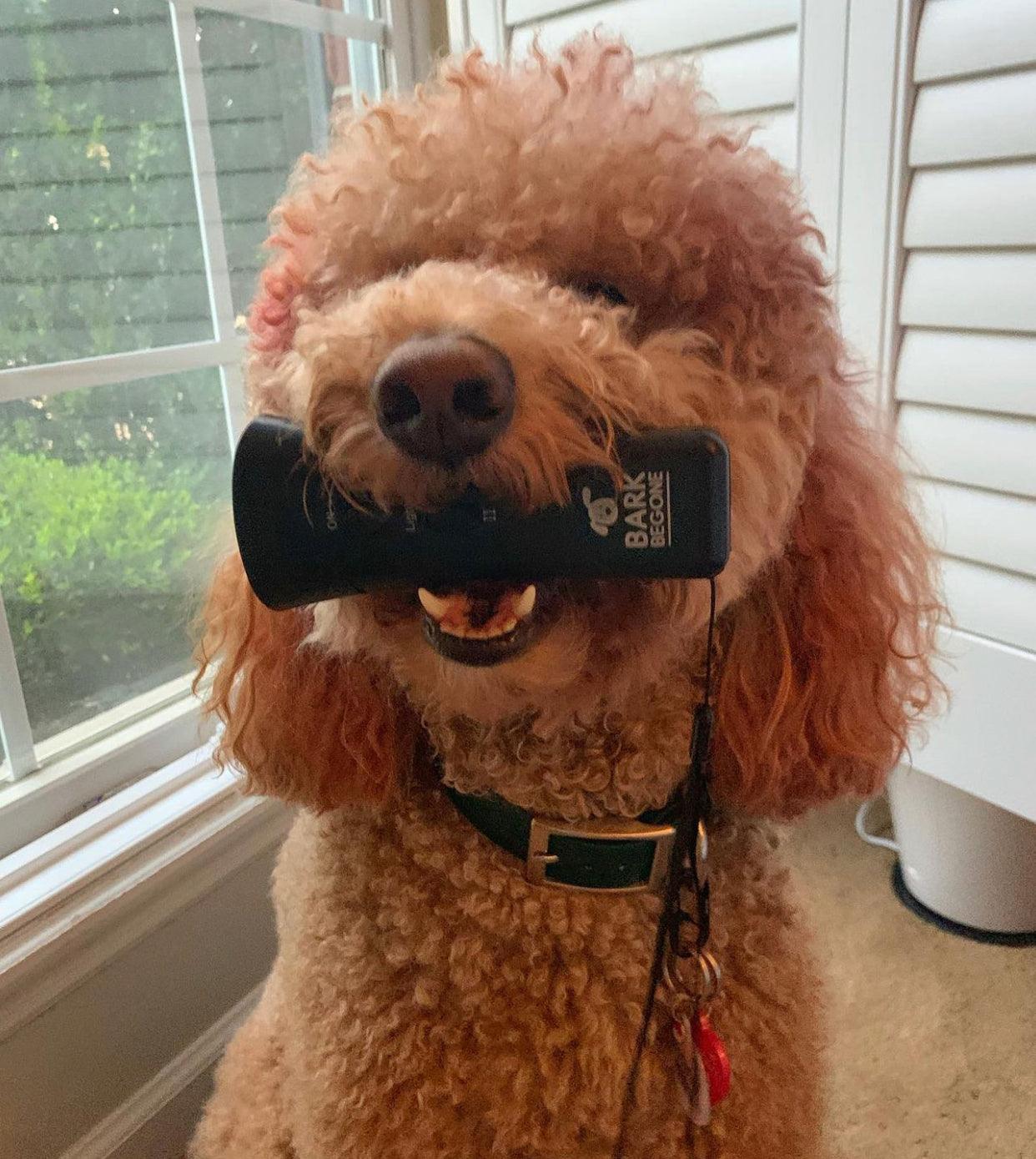 Bark Begone Dog Trainer - Bark Begone