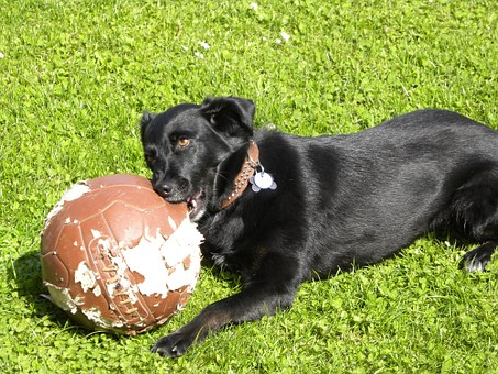 Is Your Dog A Chewer? Here’s How To Deal With It - Bark Begone